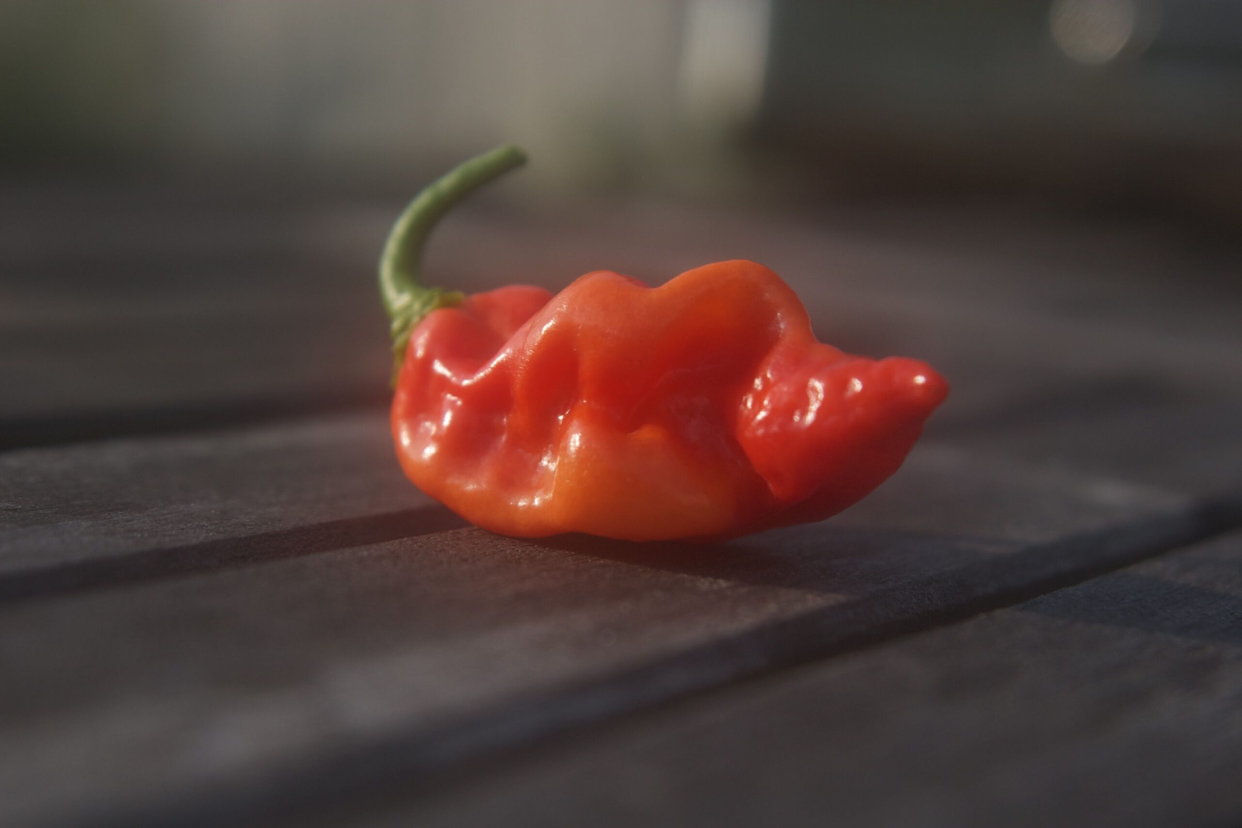 Read more about the article The Datil, All amazing facts about this pepper