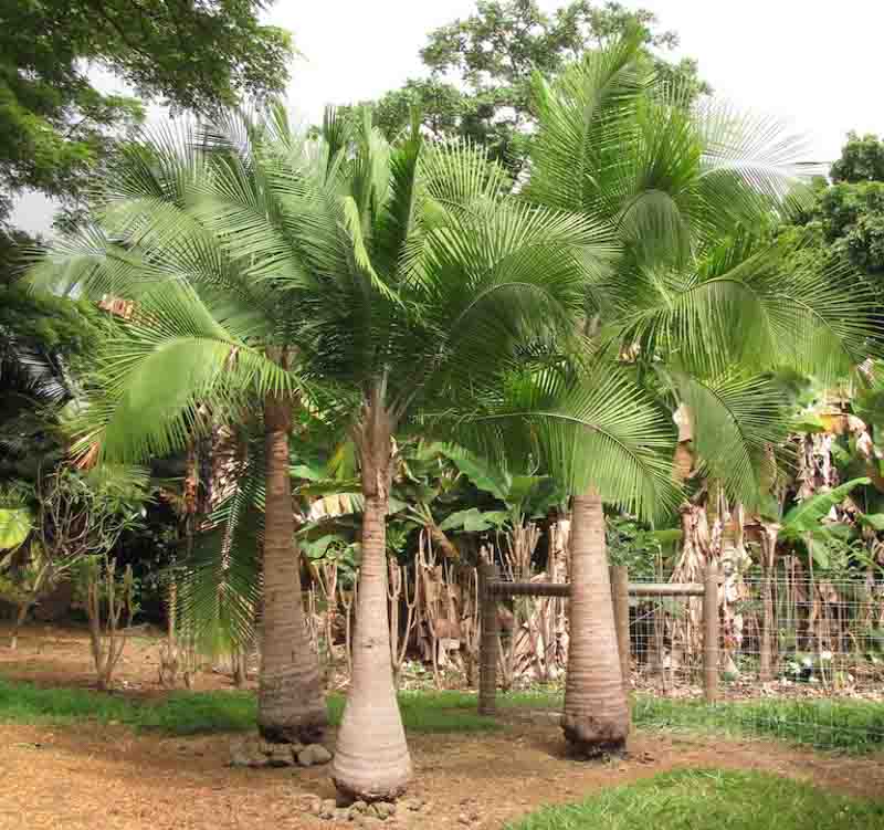 Read more about the article Majesty Palm, A Great Addition to Your Indoor Garden