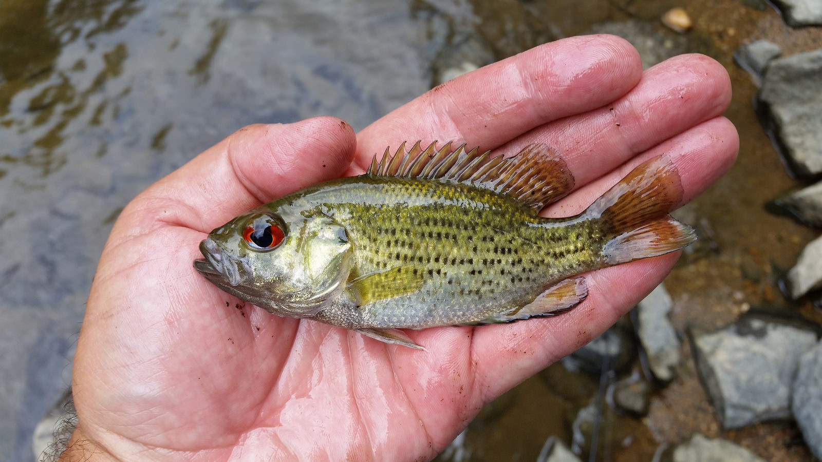 Read more about the article Rock Bass: A Fascinating Fish of North America